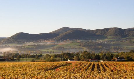 Les 2 grands plus  du vin bio Beaujolais à Sarcey